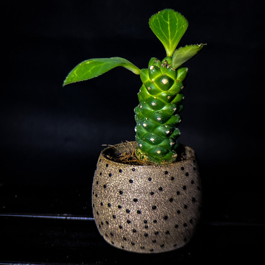 Plantpot holder - Grey-pink clay decorated with black dots