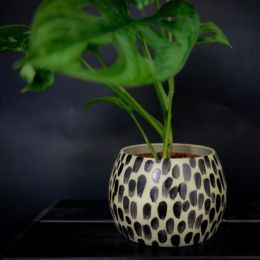 Cache-pot - Argile blanche crème avec décoration noire