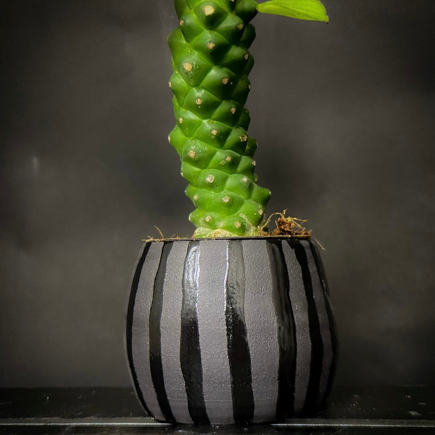Plantpot holder - Black clay with lines