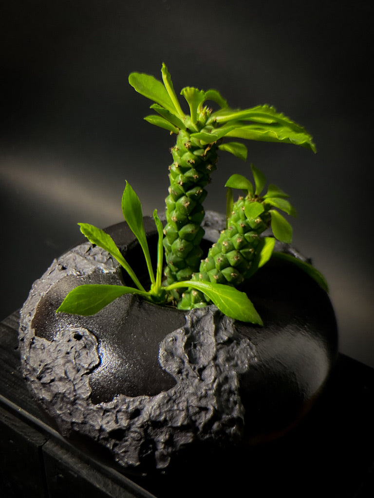Vase - Black clay with matt black slip