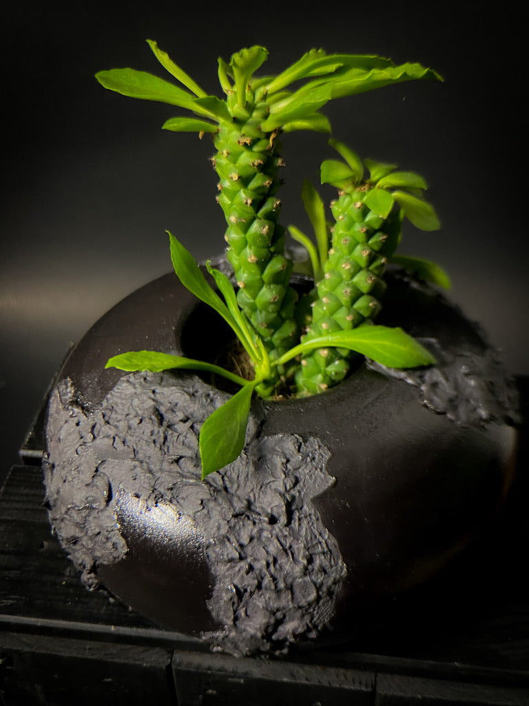 Vase - Black clay with matt black slip