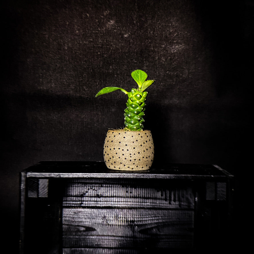 Plantpot holder - Grey-pink clay decorated with black dots