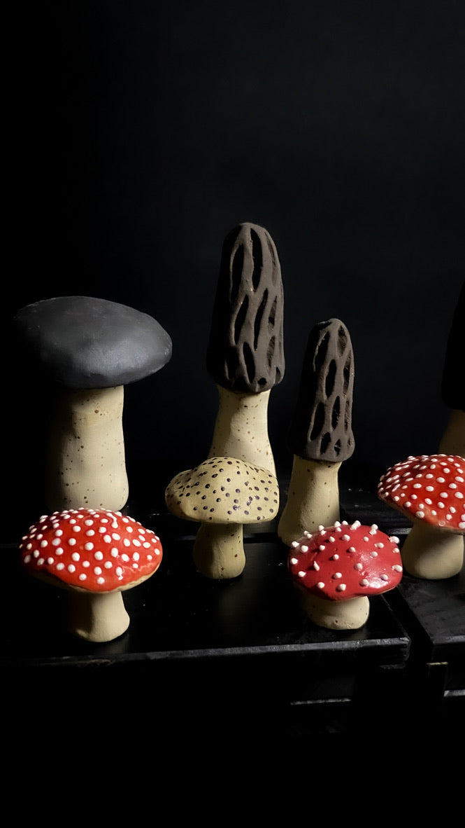 Champignon - Morille - Différentes tailles