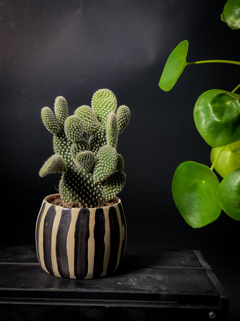 Cache-pot - Argile blanche lignes noires