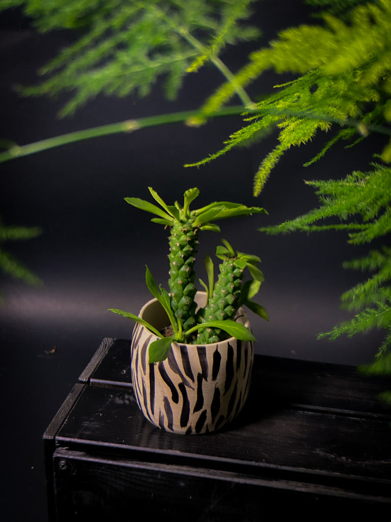 Plantpot holder - Tiger pattern