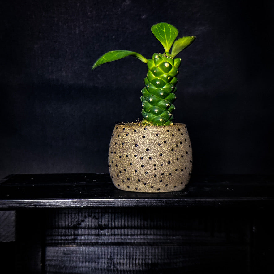 Plantpot holder - Grey-pink clay decorated with black dots