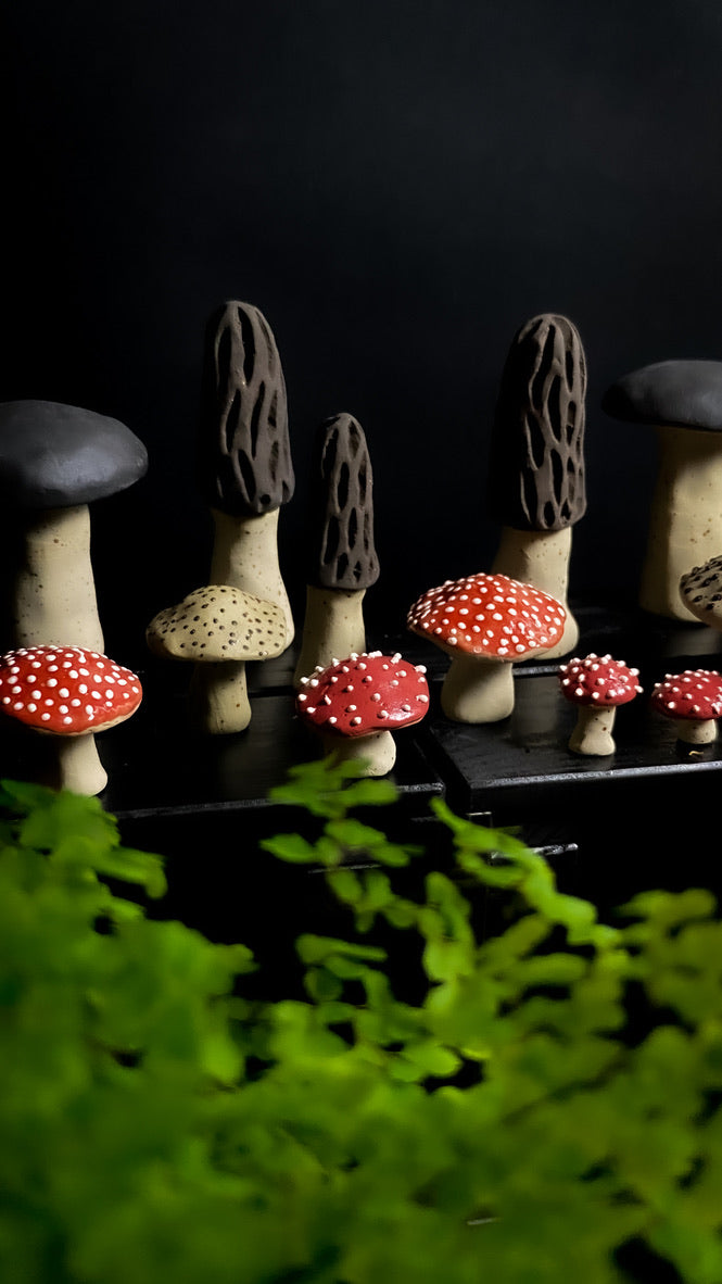 Champignon - Morille - Différentes tailles