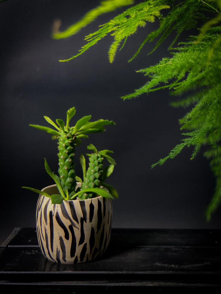 Plantpot holder - Tiger pattern