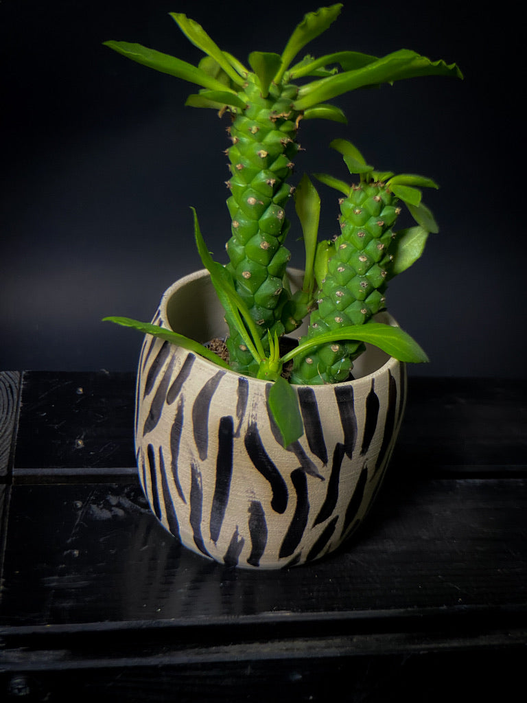 Plantpot holder - Tiger pattern