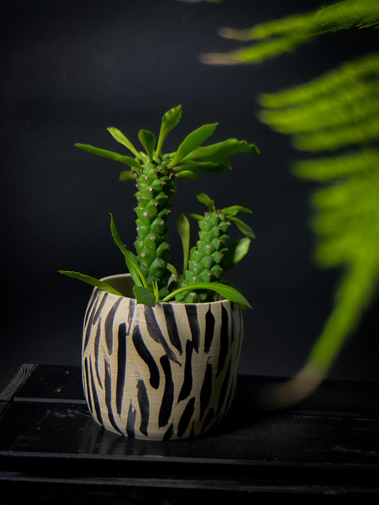 Plantpot holder - Tiger pattern