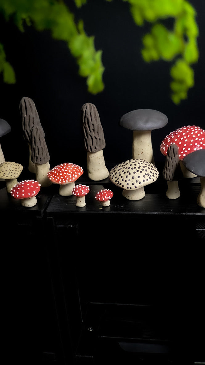 Champignon - Morille - Différentes tailles