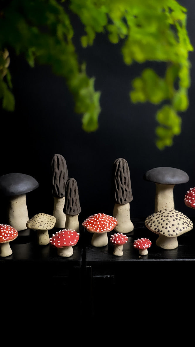 Champignon - Morille - Différentes tailles
