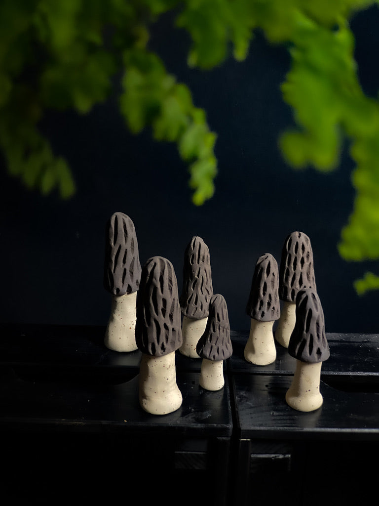 Champignon - Morille - Différentes tailles