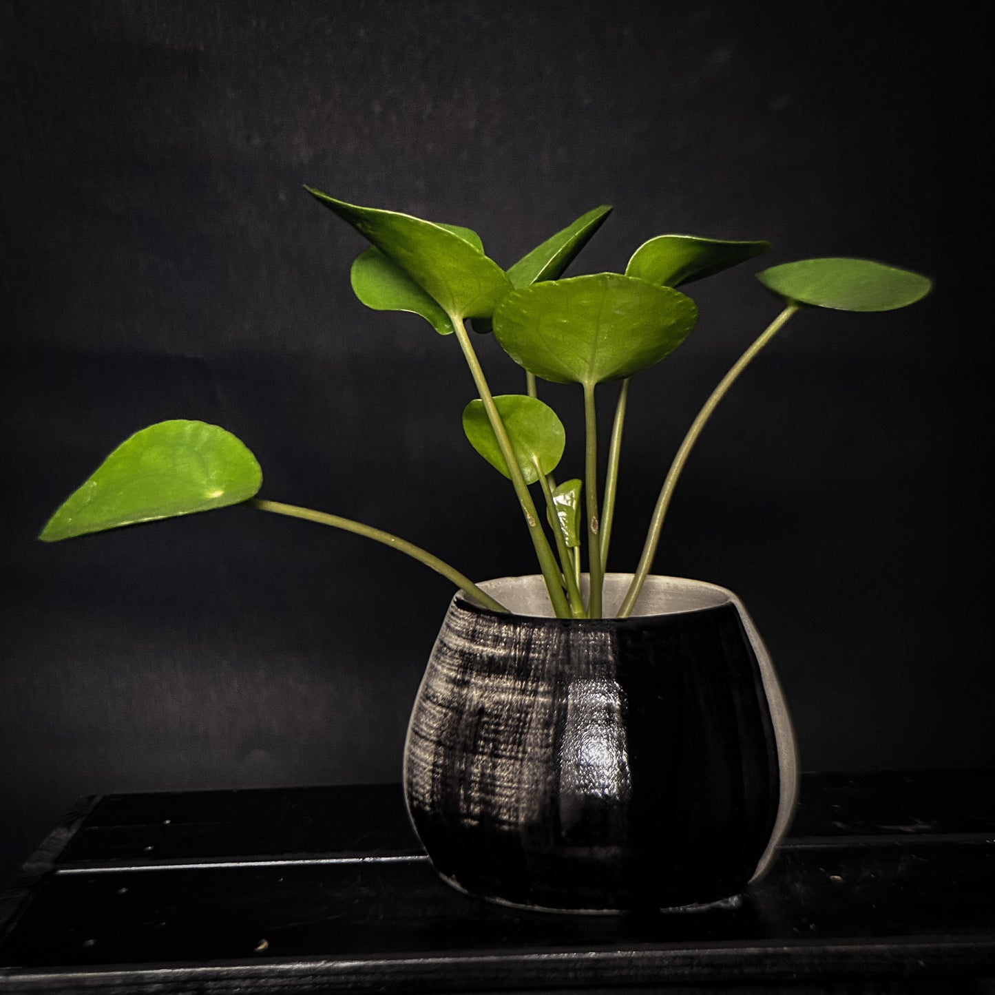 Plantpot holder - Black gradient decoration