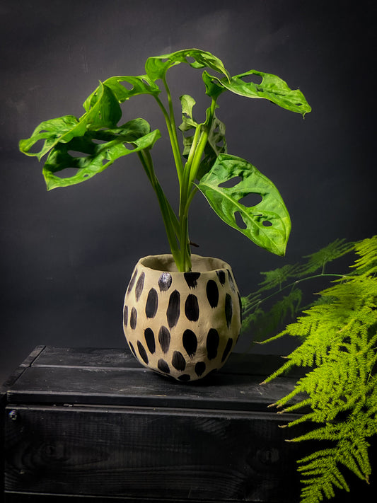 Plantpot holder - Yellow spotted clay decorated with black shiny decoration