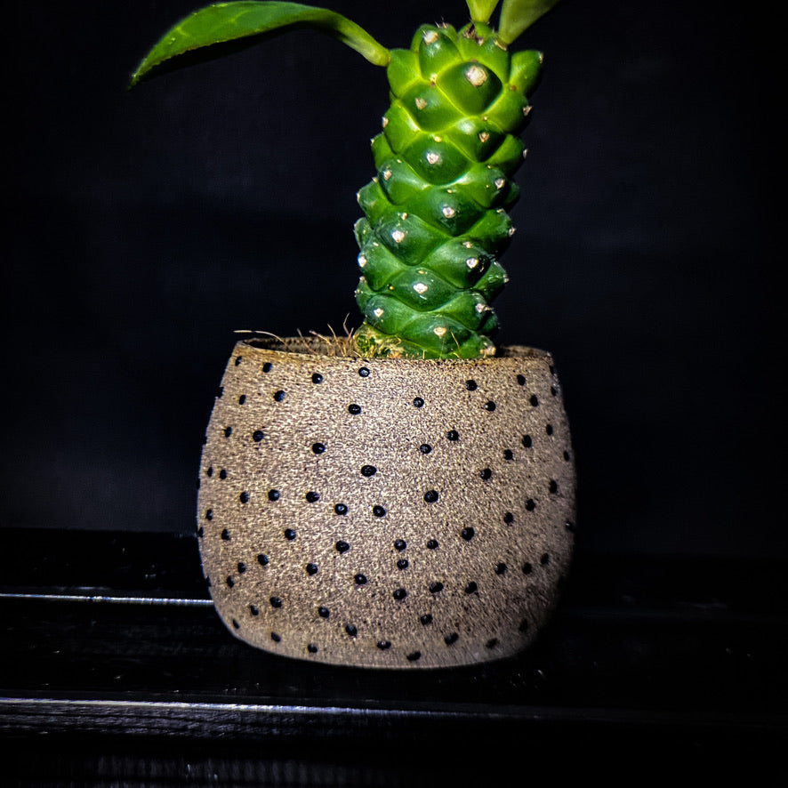 Plantpot holder - Grey-pink clay decorated with black dots
