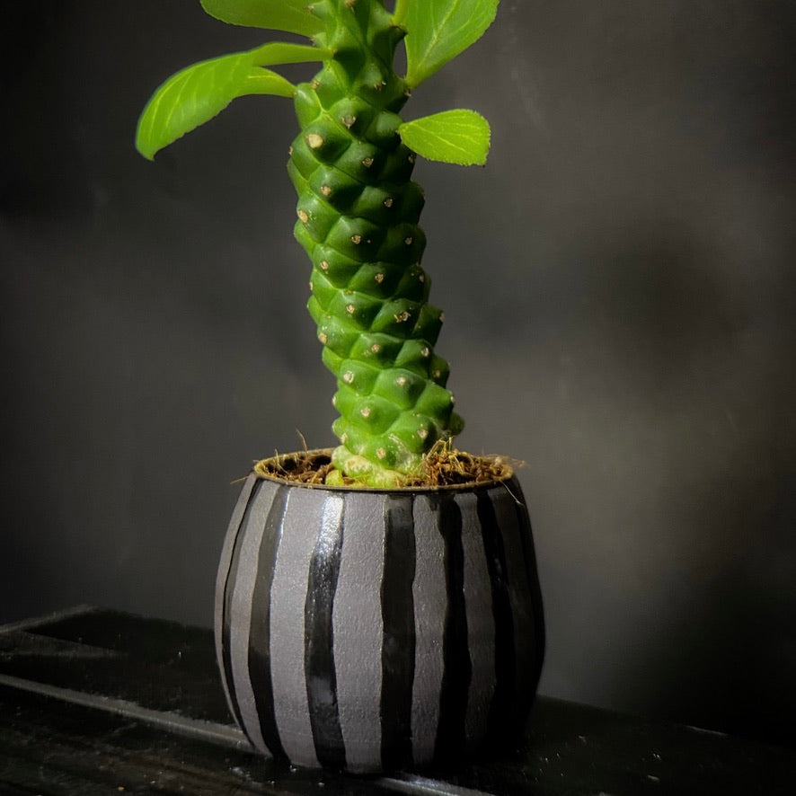 Plantpot holder - Black clay with lines