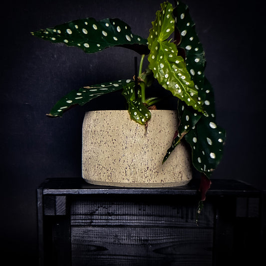 Plantpot holder - Yellow spotted clay, rough and textured finish