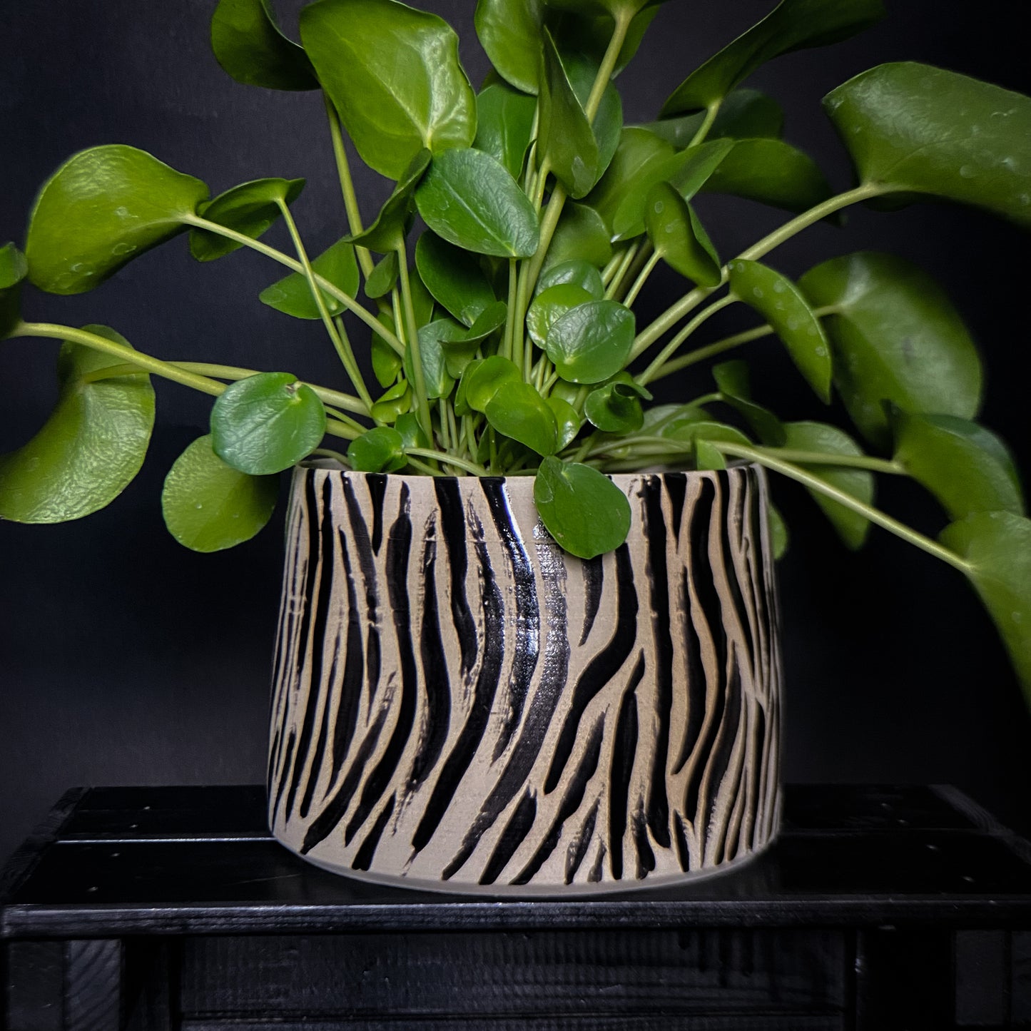 Cache-pot - Motif Tigre